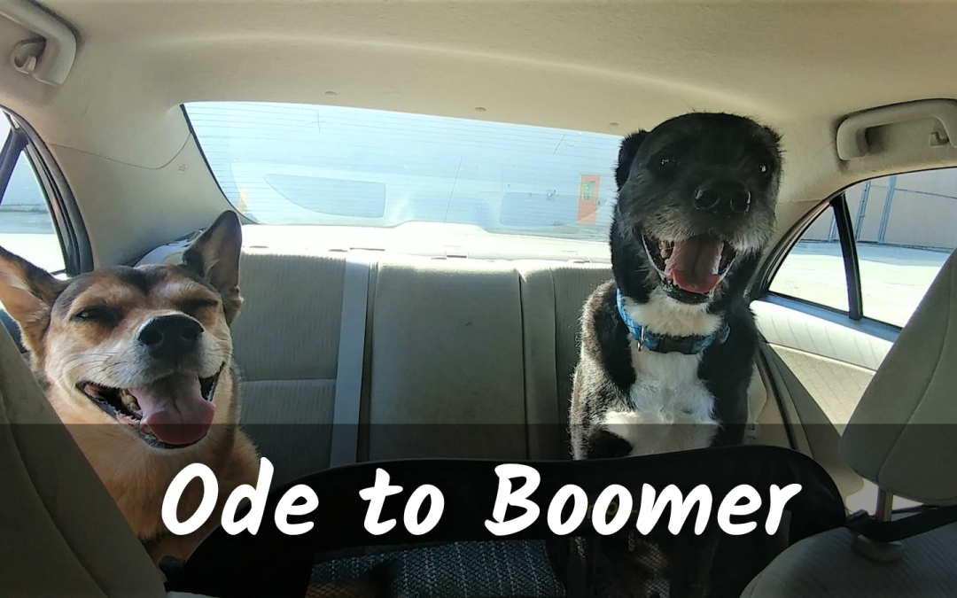 Two happy looking dogs riding in the back of a car. Text overlay: ode to Boomer